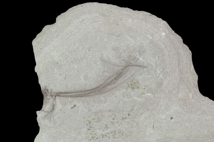 Fossil Comose Plant Seed - Green River Formation, Utah #97457